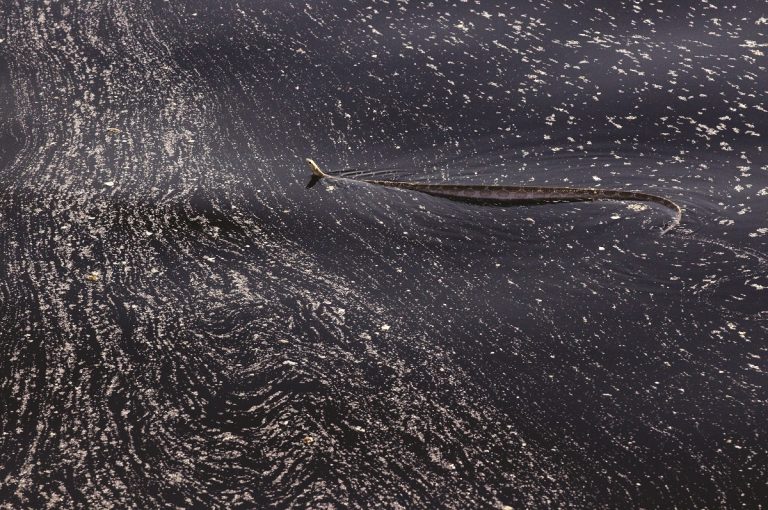 A sea snake swimming through the Montara oil spill
